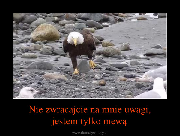 Nie zwracajcie na mnie uwagi,jestem tylko mewą –  