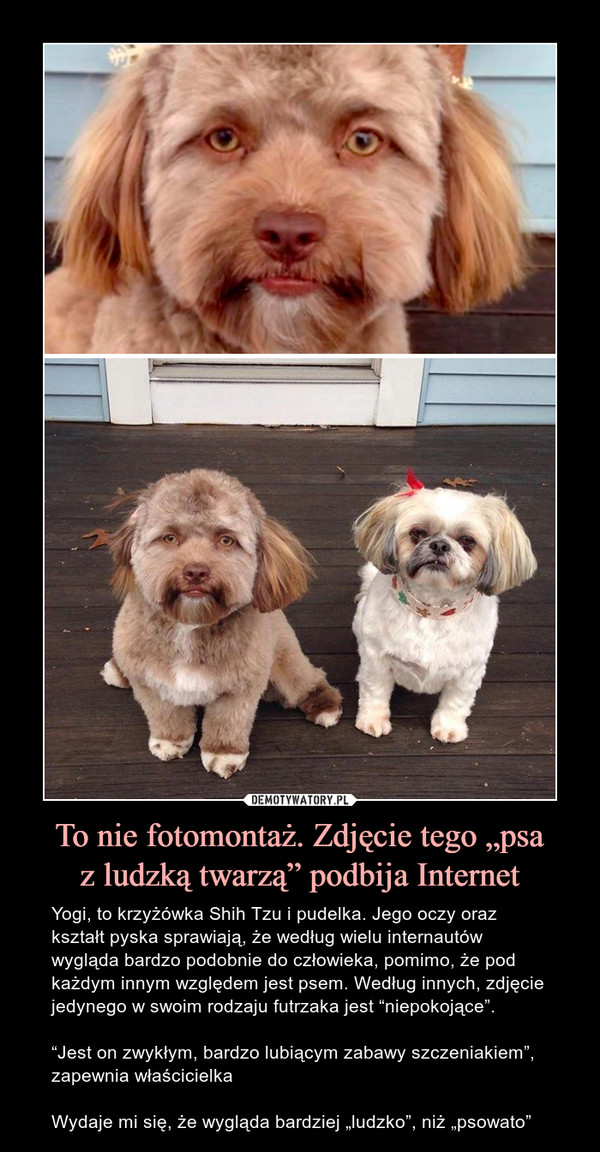 To nie fotomontaż. Zdjęcie tego „psaz ludzką twarzą” podbija Internet – Yogi, to krzyżówka Shih Tzu i pudelka. Jego oczy oraz kształt pyska sprawiają, że według wielu internautów wygląda bardzo podobnie do człowieka, pomimo, że pod każdym innym względem jest psem. Według innych, zdjęcie jedynego w swoim rodzaju futrzaka jest “niepokojące”.“Jest on zwykłym, bardzo lubiącym zabawy szczeniakiem”, zapewnia właścicielkaWydaje mi się, że wygląda bardziej „ludzko”, niż „psowato” 