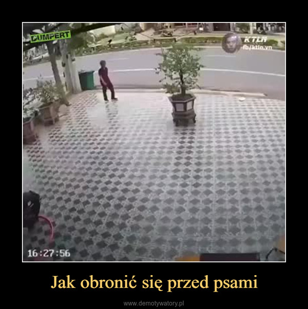 Jak obronić się przed psami –  