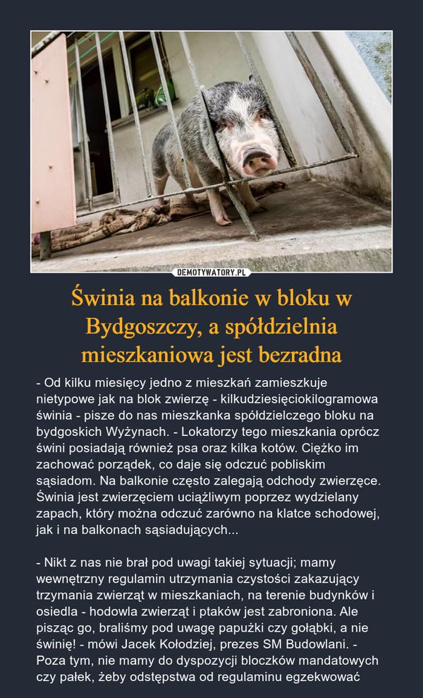 Świnia na balkonie w bloku w Bydgoszczy, a spółdzielnia mieszkaniowa jest bezradna – - Od kilku miesięcy jedno z mieszkań zamieszkuje nietypowe jak na blok zwierzę - kilkudziesięciokilogramowa świnia - pisze do nas mieszkanka spółdzielczego bloku na bydgoskich Wyżynach. - Lokatorzy tego mieszkania oprócz świni posiadają również psa oraz kilka kotów. Ciężko im zachować porządek, co daje się odczuć pobliskim sąsiadom. Na balkonie często zalegają odchody zwierzęce. Świnia jest zwierzęciem uciążliwym poprzez wydzielany zapach, który można odczuć zarówno na klatce schodowej, jak i na balkonach sąsiadujących...- Nikt z nas nie brał pod uwagi takiej sytuacji; mamy wewnętrzny regulamin utrzymania czystości zakazujący trzymania zwierząt w mieszkaniach, na terenie budynków i osiedla - hodowla zwierząt i ptaków jest zabroniona. Ale pisząc go, braliśmy pod uwagę papużki czy gołąbki, a nie świnię! - mówi Jacek Kołodziej, prezes SM Budowlani. - Poza tym, nie mamy do dyspozycji bloczków mandatowych czy pałek, żeby odstępstwa od regulaminu egzekwować 