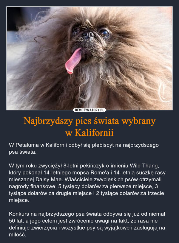 Najbrzydszy pies świata wybranyw Kalifornii – W Petaluma w Kalifornii odbył się plebiscyt na najbrzydszego psa świata. W tym roku zwyciężył 8-letni pekińczyk o imieniu Wild Thang, który pokonał 14-letniego mopsa Rome'a i 14-letnią suczkę rasy mieszanej Daisy Mae. Właściciele zwycięskich psów otrzymali nagrody finansowe: 5 tysięcy dolarów za pierwsze miejsce, 3 tysiące dolarów za drugie miejsce i 2 tysiące dolarów za trzecie miejsce.Konkurs na najbrzydszego psa świata odbywa się już od niemal 50 lat, a jego celem jest zwrócenie uwagi na fakt, że rasa nie definiuje zwierzęcia i wszystkie psy są wyjątkowe i zasługują na miłość. 