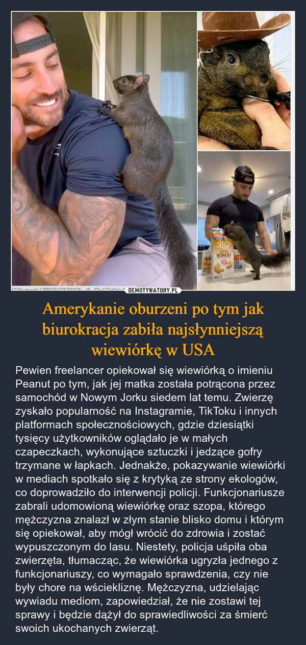 Amerykanie oburzeni po tym jak biurokracja zabiła najsłynniejszą wiewiórkę w USA – Pewien freelancer opiekował się wiewiórką o imieniu Peanut po tym, jak jej matka została potrącona przez samochód w Nowym Jorku siedem lat temu. Zwierzę zyskało popularność na Instagramie, TikToku i innych platformach społecznościowych, gdzie dziesiątki tysięcy użytkowników oglądało je w małych czapeczkach, wykonujące sztuczki i jedzące gofry trzymane w łapkach. Jednakże, pokazywanie wiewiórki w mediach spotkało się z krytyką ze strony ekologów, co doprowadziło do interwencji policji. Funkcjonariusze zabrali udomowioną wiewiórkę oraz szopa, którego mężczyzna znalazł w złym stanie blisko domu i którym się opiekował, aby mógł wrócić do zdrowia i zostać wypuszczonym do lasu. Niestety, policja uśpiła oba zwierzęta, tłumacząc, że wiewiórka ugryzła jednego z funkcjonariuszy, co wymagało sprawdzenia, czy nie były chore na wściekliznę. Mężczyzna, udzielając wywiadu mediom, zapowiedział, że nie zostawi tej sprawy i będzie dążył do sprawiedliwości za śmierć swoich ukochanych zwierząt. 0328icot-nch 13000054225000258 eft 101-A7YaSaluV1+Uli