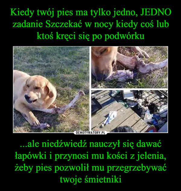 ...ale niedźwiedź nauczył się dawać łapówki i przynosi mu kości z jelenia, żeby pies pozwolił mu przegrzebywać twoje śmietniki –  