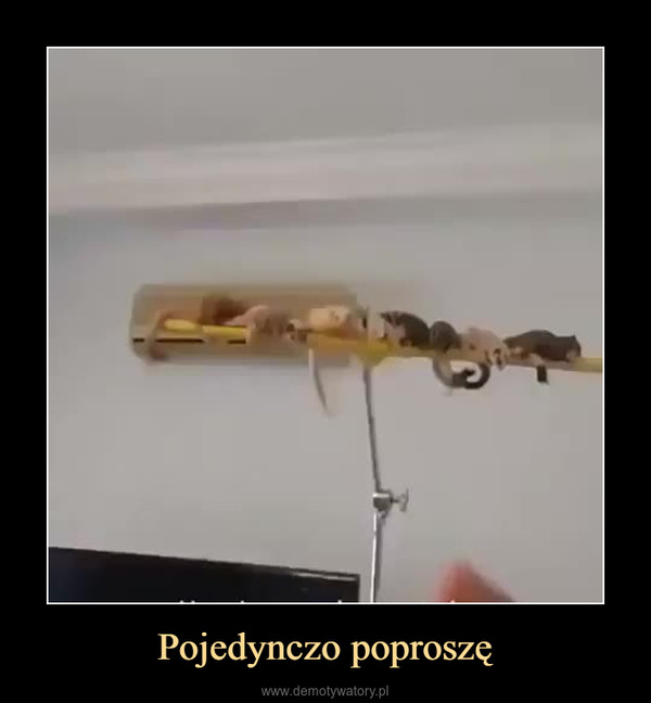 Pojedynczo poproszę –  