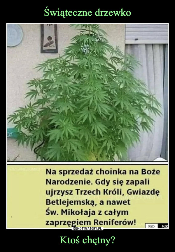 Ktoś chętny? –  Na sprzedaż choinka na BożeNarodzenie. Gdy się zapaliujrzysz Trzech Króli, GwiazdęBetlejemską, a nawetŚw. Mikołaja z całymzaprzęgiem Reniferów! r