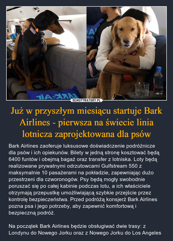 Już w przyszłym miesiącu startuje Bark Airlines - pierwsza na świecie linia lotnicza zaprojektowana dla psów – Bark Airlines zaoferuje luksusowe doświadczenie podróżnicze dla psów i ich opiekunów. Bilety w jedną stronę kosztować będą 6400 funtów i obejmą bagaż oraz transfer z lotniska. Loty będą realizowane prywatnymi odrzutowcami Gulfstream 550 z maksymalnie 10 pasażerami na pokładzie, zapewniając dużo przestrzeni dla czworonogów. Psy będą mogły swobodnie poruszać się po całej kabinie podczas lotu, a ich właściciele otrzymają przepustkę umożliwiającą szybkie przejście przez kontrolę bezpieczeństwa. Przed podróżą konsjerż Bark Airlines pozna psa i jego potrzeby, aby zapewnić komfortową i bezpieczną podróż.Na początek Bark Airlines będzie obsługiwać dwie trasy: z Londynu do Nowego Jorku oraz z Nowego Jorku do Los Angeles 7113Afirs