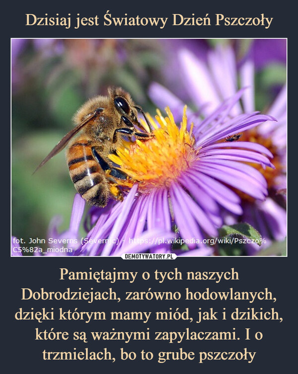 Pamiętajmy o tych naszych Dobrodziejach, zarówno hodowlanych, dzięki którym mamy miód, jak i dzikich, które są ważnymi zapylaczami. I o trzmielach, bo to grube pszczoły –  fot. John Severns (Severne) https://pl.wikipedia.org/wiki/Pszczo%C5%82a_miodna