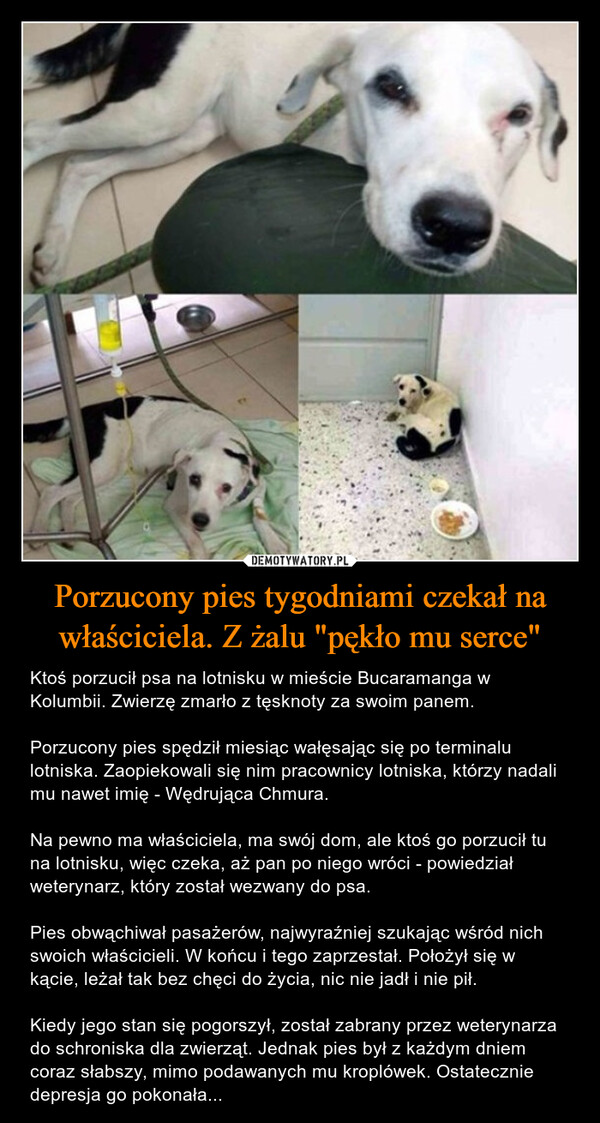 Porzucony pies tygodniami czekał na właściciela. Z żalu "pękło mu serce" – Ktoś porzucił psa na lotnisku w mieście Bucaramanga w Kolumbii. Zwierzę zmarło z tęsknoty za swoim panem.Porzucony pies spędził miesiąc wałęsając się po terminalu lotniska. Zaopiekowali się nim pracownicy lotniska, którzy nadali mu nawet imię - Wędrująca Chmura.Na pewno ma właściciela, ma swój dom, ale ktoś go porzucił tu na lotnisku, więc czeka, aż pan po niego wróci - powiedział weterynarz, który został wezwany do psa.Pies obwąchiwał pasażerów, najwyraźniej szukając wśród nich swoich właścicieli. W końcu i tego zaprzestał. Położył się w kącie, leżał tak bez chęci do życia, nic nie jadł i nie pił.Kiedy jego stan się pogorszył, został zabrany przez weterynarza do schroniska dla zwierząt. Jednak pies był z każdym dniem coraz słabszy, mimo podawanych mu kroplówek. Ostatecznie depresja go pokonała... 