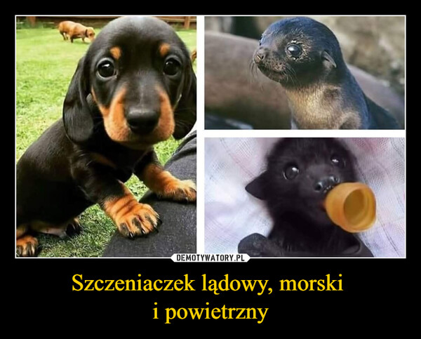 Szczeniaczek lądowy, morski i powietrzny –  