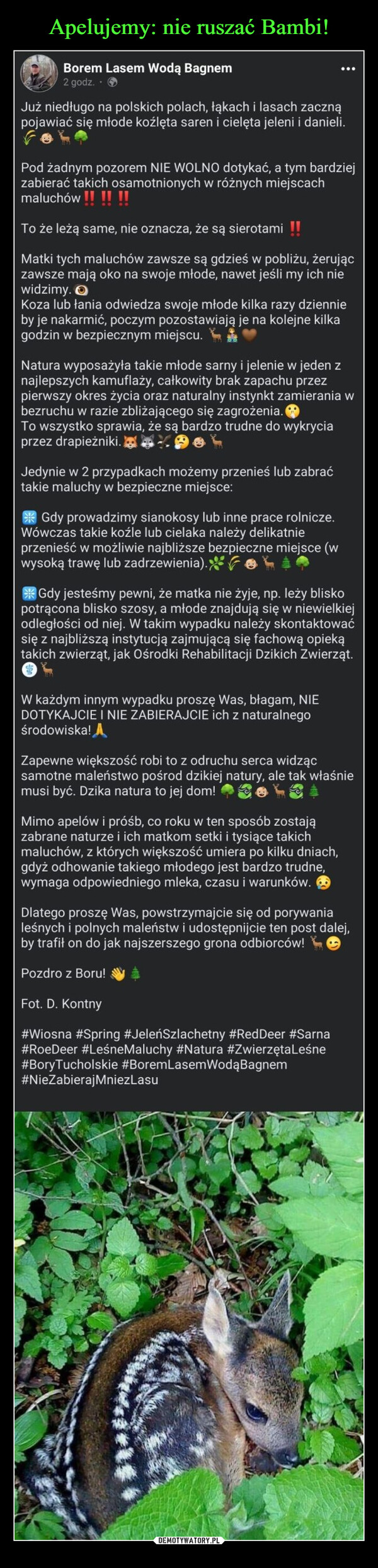  –  Borem Lasem Wodą Bagnem2 godz.Już niedługo na polskich polach, łąkach i lasach zacznąpojawiać się młode koźlęta saren i cielęta jeleni i danieli.Pod żadnym pozorem NIE WOLNO dotykać, a tym bardziejzabierać takich osamotnionych w różnych miejscachmaluchów !! !! !!To że leżą same, nie oznacza, że są sierotami !!Matki tych maluchów zawsze są gdzieś w pobliżu, żerujączawsze mają oko na swoje młode, nawet jeśli my ich niewidzimy. OKoza lub łania odwiedza swoje młode kilka razy dziennieby je nakarmić, poczym pozostawiają je na kolejne kilkagodzin w bezpiecznym miejscu.Natura wyposażyła takie młode sarny i jelenie w jeden znajlepszych kamuflaży, całkowity brak zapachu przezpierwszy okres życia oraz naturalny instynkt zamierania wbezruchu w razie zbliżającego się zagrożenia.To wszystko sprawia, że są bardzo trudne do wykryciaprzez drapieżniki.Jedynie w 2 przypadkach możemy przenieś lub zabraćtakie maluchy w bezpieczne miejsce:Gdy prowadzimy sianokosy lub inne prace rolnicze.Wówczas takie koźle lub cielaka należy delikatnieprzenieść w możliwie najbliższe bezpieczne miejsce (wwysoką trawę lub zadrzewienia).Gdy jesteśmy pewni, że matka nie żyje, np. leży bliskopotrącona blisko szosy, a młode znajdują się w niewielkiejodległości od niej. W takim wypadku należy skontaktowaćsię z najbliższą instytucją zajmującą się fachową opiekątakich zwierząt, jak Ośrodki Rehabilitacji Dzikich Zwierząt.W każdym innym wypadku proszę Was, błagam, NIEDOTYKAJCIE I NIE ZABIERAJCIE ich z naturalnegośrodowiska! AZapewne większość robi to z odruchu serca widzącsamotne maleństwo pośrod dzikiej natury, ale tak właśniemusi być. Dzika natura to jej dom!Mimo apelów i próśb, co roku w ten sposób zostajązabrane naturze i ich matkom setki i tysiące takichmaluchów, z których większość umiera po kilku dniach,gdyż odhowanie takiego młodego jest bardzo trudne,wymaga odpowiedniego mleka, czasu i warunków.Dlatego proszę Was, powstrzymajcie się od porywanialeśnych i polnych maleństw i udostępnijcie ten post dalej,by trafił on do jak najszerszego grona odbiorców!Pozdro z Boru!Fot. D. Kontny#Wiosna #Spring #JeleńSzlachetny #RedDeer #Sarna#RoeDeer #LeśneMaluchy #Natura #ZwierzętaLeśne#Bory Tucholskie #BoremLasemWodąBagnem#NieZabierajMniezLasu