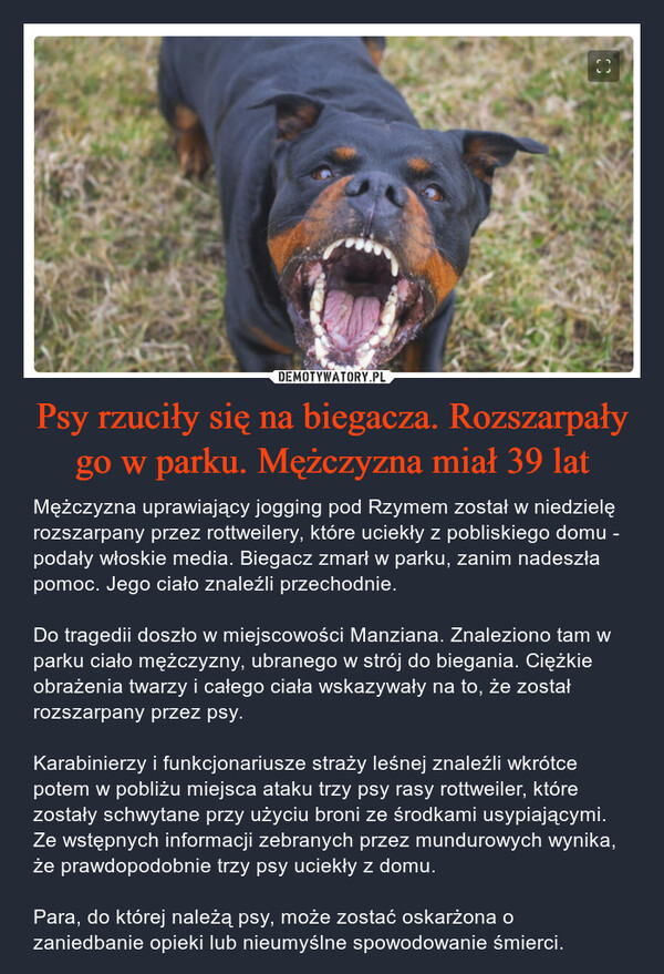 Psy rzuciły się na biegacza. Rozszarpały go w parku. Mężczyzna miał 39 lat – Mężczyzna uprawiający jogging pod Rzymem został w niedzielę rozszarpany przez rottweilery, które uciekły z pobliskiego domu - podały włoskie media. Biegacz zmarł w parku, zanim nadeszła pomoc. Jego ciało znaleźli przechodnie.Do tragedii doszło w miejscowości Manziana. Znaleziono tam w parku ciało mężczyzny, ubranego w strój do biegania. Ciężkie obrażenia twarzy i całego ciała wskazywały na to, że został rozszarpany przez psy.Karabinierzy i funkcjonariusze straży leśnej znaleźli wkrótce potem w pobliżu miejsca ataku trzy psy rasy rottweiler, które zostały schwytane przy użyciu broni ze środkami usypiającymi. Ze wstępnych informacji zebranych przez mundurowych wynika, że prawdopodobnie trzy psy uciekły z domu.Para, do której należą psy, może zostać oskarżona o zaniedbanie opieki lub nieumyślne spowodowanie śmierci. 