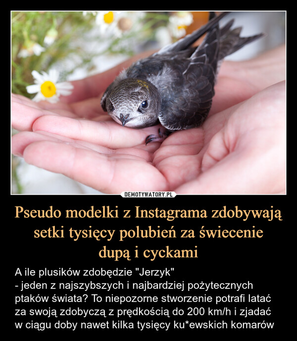 Pseudo modelki z Instagrama zdobywają setki tysięcy polubień za świeceniedupą i cyckami – A ile plusików zdobędzie "Jerzyk"- jeden z najszybszych i najbardziej pożytecznych ptaków świata? To niepozorne stworzenie potrafi latać za swoją zdobyczą z prędkością do 200 km/h i zjadać w ciągu doby nawet kilka tysięcy ku*ewskich komarów 