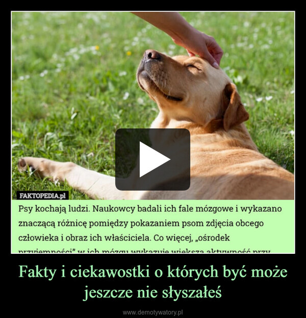 Fakty i ciekawostki o których być może jeszcze nie słyszałeś –  FAKTOPEDIA.plPsy kochają ludzi. Naukowcy badali ich fale mózgowe i wykazanoznaczącą różnicę pomiędzy pokazaniem psom zdjęcia obcegoczłowieka i obraz ich właściciela. Co więcej, „ośrodeknrzviemności” wich mózgu wykazuje większa aktywność przyal