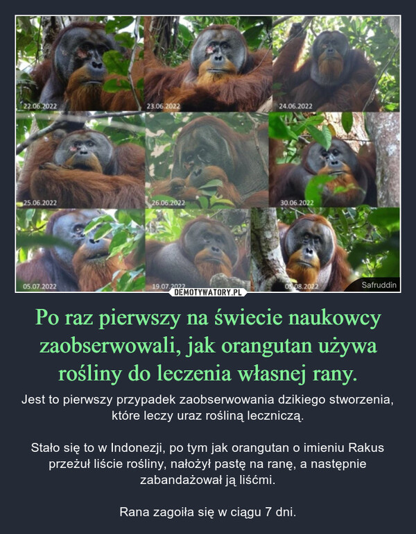 Po raz pierwszy na świecie naukowcy zaobserwowali, jak orangutan używa rośliny do leczenia własnej rany. – Jest to pierwszy przypadek zaobserwowania dzikiego stworzenia, które leczy uraz rośliną leczniczą.Stało się to w Indonezji, po tym jak orangutan o imieniu Rakus przeżuł liście rośliny, nałożył pastę na ranę, a następnie zabandażował ją liśćmi.Rana zagoiła się w ciągu 7 dni. 22.06.202223.06.202224.06.2022W25.06.202226.06.202230.06.202205.07.202219.07.202205.08.2022Safruddin