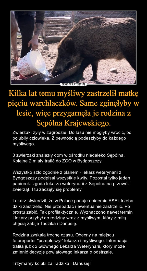 Kilka lat temu myśliwy zastrzelił matkę pięciu warchlaczków. Same zginęłyby w lesie, więc przygarnęła je rodzina z Sępólna Krajewskiego. – Zwierzaki żyły w zagrodzie. Do lasu nie mogłyby wrócić, bo polubiły człowieka. Z pewnością podeszłyby do każdego myśliwego. 3 zwierzaki znalazły dom w ośrodku niedaleko Sępólna. Kolejne 2 miały trafić do ZOO w Bydgoszczy. Wszystko szło zgodnie z planem - lekarz weterynarii z Bydgoszczy podpisał wszystkie kwity. Pozostał tylko jeden papierek: zgoda lekarza weterynarii z Sępólna na przewóz zwierząt. I tu zaczęły się problemy. Lekarz stwierdził, że w Polsce panuje epidemia ASF i trzeba dziki zastrzelić. Nie przebadać i ewentualnie zastrzelić. Po prostu zabić. Tak profilaktycznie. Wyznaczono nawet termin i lekarz przybył do rodziny wraz z myśliwym, który z miłą chęcią zabije Tadzika i Danusię. Rodzina zyskała trochę czasu. Obecny na miejscu fotoreporter "przepłoszył" lekarza i myśliwego. Informacja trafiła już do Głównego Lekarza Weterynarii, który może zmienić decyzję powiatowego lekarza o odstrzale. Trzymamy kciuki za Tadzika i Danusię! 