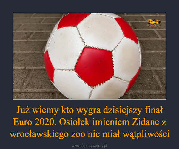 Już wiemy kto wygra dzisiejszy finał Euro 2020. Osiołek imieniem Zidane z wrocławskiego zoo nie miał wątpliwości –  