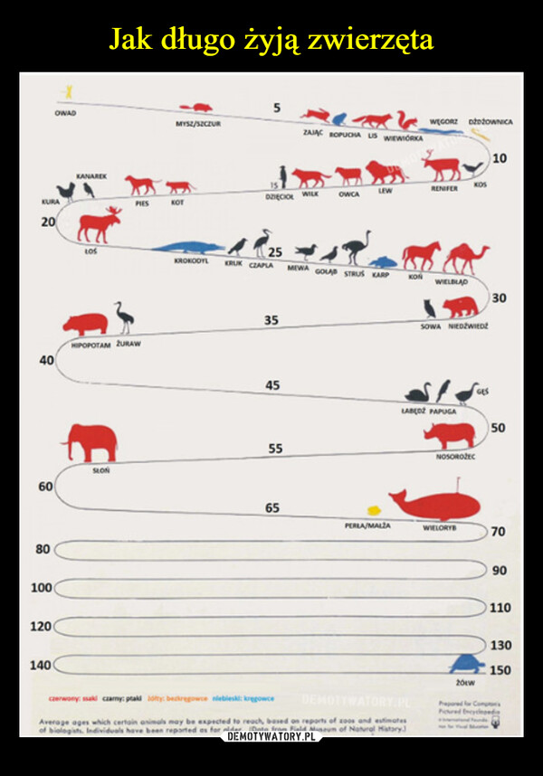  –  KURA20406080100OWAD120140KANAREKLOSPIESHIPOPOTAM ŻURAWSLONMYSZ/SZCZURKOT515DZIECIE WILK3545ZAJĄC ROPUCHA US WIEWIÓRKA25KROKODYL KRUK CZAPLA MEWA GOLAP STRUS KARP5565OWCALEWPERLA/MALZAKONczerwony: ssaki czamy: ptaki oty: berkregowce niebieski: kręgowceAverage ages which certain animals may be expected to reach, based on reports of zoos and estimatesof biologists. Individuals have been reported as for older. (Date from Field Museum of Naturel Hatary)WĘGORZ DOWNICARENIFERWIELBLADLABO PAPUGASOWA NIEDŹWIEDKOSNOSOROŽECWIELORYB201GES1030507090110130150ProCompPored bydeedFund