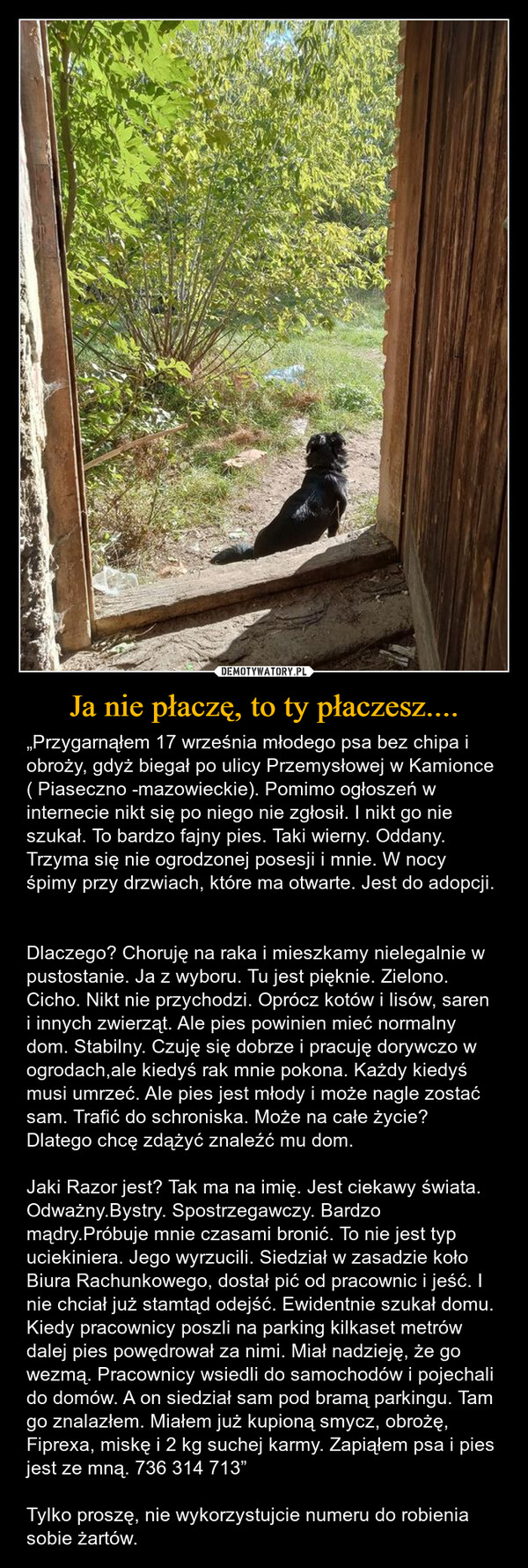 Ja nie płaczę, to ty płaczesz.... – „Przygarnąłem 17 września młodego psa bez chipa i obroży, gdyż biegał po ulicy Przemysłowej w Kamionce ( Piaseczno -mazowieckie). Pomimo ogłoszeń w internecie nikt się po niego nie zgłosił. I nikt go nie szukał. To bardzo fajny pies. Taki wierny. Oddany. Trzyma się nie ogrodzonej posesji i mnie. W nocy śpimy przy drzwiach, które ma otwarte. Jest do adopcji. Dlaczego? Choruję na raka i mieszkamy nielegalnie w pustostanie. Ja z wyboru. Tu jest pięknie. Zielono. Cicho. Nikt nie przychodzi. Oprócz kotów i lisów, saren i innych zwierząt. Ale pies powinien mieć normalny dom. Stabilny. Czuję się dobrze i pracuję dorywczo w ogrodach,ale kiedyś rak mnie pokona. Każdy kiedyś musi umrzeć. Ale pies jest młody i może nagle zostać sam. Trafić do schroniska. Może na całe życie? Dlatego chcę zdążyć znaleźć mu dom. Jaki Razor jest? Tak ma na imię. Jest ciekawy świata. Odważny.Bystry. Spostrzegawczy. Bardzo mądry.Próbuje mnie czasami bronić. To nie jest typ uciekiniera. Jego wyrzucili. Siedział w zasadzie koło Biura Rachunkowego, dostał pić od pracownic i jeść. I nie chciał już stamtąd odejść. Ewidentnie szukał domu. Kiedy pracownicy poszli na parking kilkaset metrów dalej pies powędrował za nimi. Miał nadzieję, że go wezmą. Pracownicy wsiedli do samochodów i pojechali do domów. A on siedział sam pod bramą parkingu. Tam go znalazłem. Miałem już kupioną smycz, obrożę, Fiprexa, miskę i 2 kg suchej karmy. Zapiąłem psa i pies jest ze mną. 736 314 713”Tylko proszę, nie wykorzystujcie numeru do robienia sobie żartów. 