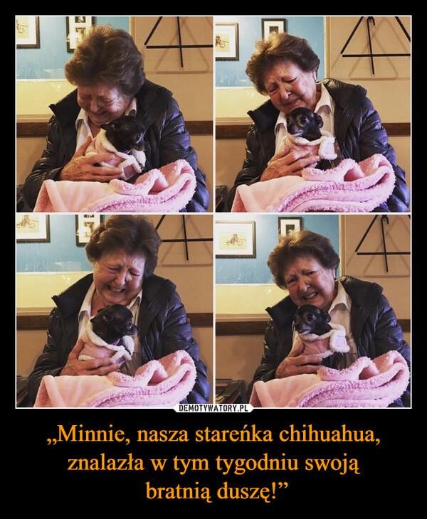 „Minnie, nasza stareńka chihuahua, znalazła w tym tygodniu swoją bratnią duszę!” –  L