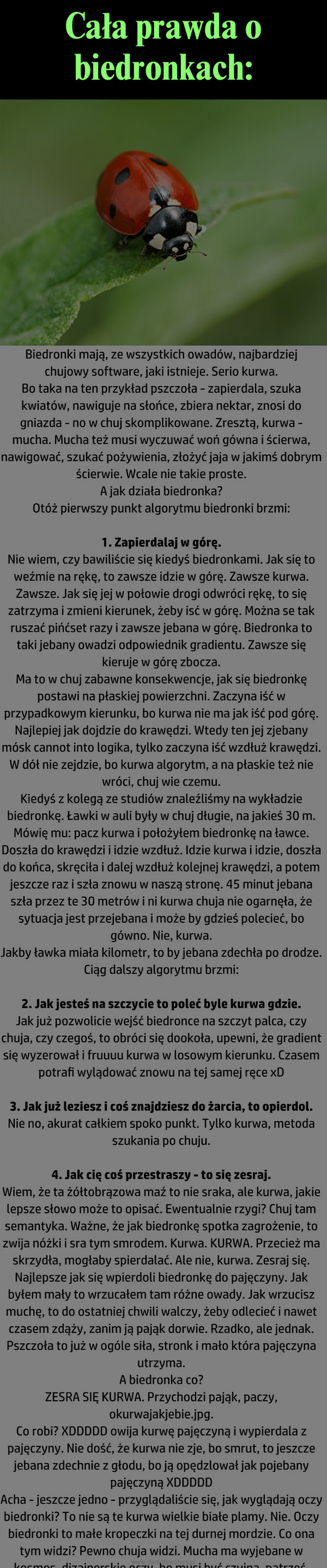  –  Biedronki mają, ze wszystkich owadów, najbardziej chujowy software, jaki istnieje. Serio kurwa.Bo taka na ten przykład pszczoła - zapierdala, szuka kwiatów, nawiguje na słońce, zbiera nektar, znosi do gniazda - no w chuj skomplikowane. Zresztą, kurwa - mucha. Mucha też musi wyczuwać woń gówna i ścierwa, nawigować, szukać pożywienia, złożyć jaja w jakimś dobrym ścierwie. Wcale nie takie proste.A jak działa biedronka?Otóż pierwszy punkt algorytmu biedronki brzmi:1. Zapierdalaj w górę.Nie wiem, czy bawiliście się kiedyś biedronkami. Jak się to weźmie na rękę, to zawsze idzie w góre. Zawsze kurwa. Zawsze. Jak się jej w połowie drogi odwróci rękę, to się zatrzyma i zmieni kierunek, żeby isć w górę. Można se tak ruszać pińćset razy i zawsze jebana w górę. Biedronka to taki jebany owadzi odpowiednik gradientu. Zawsze się kieruje w górę zbocza.Ma to w chuj zabawne konsekwencje, jak się biedronkę postawi na płaskiej powierzchni. Zaczyna iść w przypadkowym kierunku, bo kurwa nie ma jak iść pod górę. Najlepiej jak dojdzie do krawędzi. Wtedy ten jej zjebany mósk cannot into logika, tylko zaczyna iść wzdłuż krawędzi. W dół nie zejdzie, bo kurwa algorytm, a na płaskie też nie wróci, chuj wie czemu.Kiedyś z kolegą ze studiów znaleźliśmy na wykładzie biedronkę. Ławki w auli były w chuj długie, na jakieś 30 m. Mówię mu: pacz kurwa i położyłem biedronkę na ławce. Doszła do krawędzi i idzie wzdłuż. Idzie kurwa i idzie, doszła do końca, skręciła i dalej wzdłuż kolejnej krawędzi, a potem jeszcze raz i szła znowu w naszą stronę. 45 minut jebana szła przez te 30 metrów i ni kurwa chuja nie ogarnęła, że sytuacja jest przejebana i może by gdzieś polecieć, bo gówno. Nie, kurwa.Jakby ławka miała kilometr, to by jebana zdechła po drodze.Ciąg dalszy algorytmu brzmi:2. Jak jesteś na szczycie to poleć byle kurwa gdzie.Jak już pozwolicie wejść biedronce na szczyt palca, czy chuja, czy czegoś, to obróci się dookoła, upewni, że gradient się wyzerował i fruuuu kurwa w losowym kierunku. Czasem potrafi wylądować znowy na tej samej ręce xD3. Jak już leziesz i coś znajdziesz do żarcia, to opierdol.Nie no, akurat całkiem spoko punkt. Tylko kurwa, metoda szukania po chuju.4. Jak cię coś przestraszy - to się zesraj.Wiem, że ta żółtobrązowa maź to nie sraka, ale kurwa, jakie lepsze słowo może to opisać. Ewentualnie rzygi? Chuj tam semantyka. Ważne, że jak biedronkę spotka zagrożenie, to zwija nóżki i sra tym smrodem. Kurwa. KURWA. Przecież ma skrzydła, mogłaby spierdalać. Ale nie, kurwa. Zesraj się. Najlepsze jak się wpierdoli biedronkę do pajęczyny. Jak byłem mały to wrzucałem tam różne owady. Jak wrzucisz muchę, to do ostatniej chwili walczy, żeby odlecieć i nawet czasem zdąży, zanim ją pająk dorwie. Rzadko, ale jednak. Pszczoła to już w ogóle siła, stronk i mało która pajęczyna utrzyma.A biedronka co?ZESRA SIĘ KURWA. Przychodzi pająk, paczy, okurwajakjebie.jpg.Co robi? XDDDDD owija kurwę pajęczyną i wypierdala z pajęczyny. Nie dość, że kurwa nie zje, bo smrut, to jeszcze jebana zdechnie z głodu, bo ją opędzlował jak pojebany pajęczyną XDDDDDAcha - jeszcze jedno - przyglądaliście się, jak wyglądają oczy biedronki? To nie są te kurwa wielkie białe plamy. Nie. Oczy biedronki to małe kropeczki na tej durnej mordzie. Co ona tym widzi? Pewno chuja widzi. Mucha ma wyjebane w kosmos, dizajnerskie oczy, bo musi być czujna, patrzeć, analizować. To samo pszczoła.ALe nie kurwa biedronka. Po chuj jej oczy, jak tylko lezie w górę, lata pisiont centymetrów i sra? xDW tym roku najebało biedronek jak pokurwionych. Możecie się pobawić, sprawdzić. Tylko uwaga - bo SIĘ ZESRAJĄ!