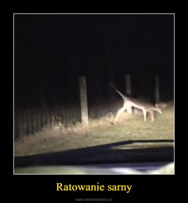 Ratowanie sarny –  