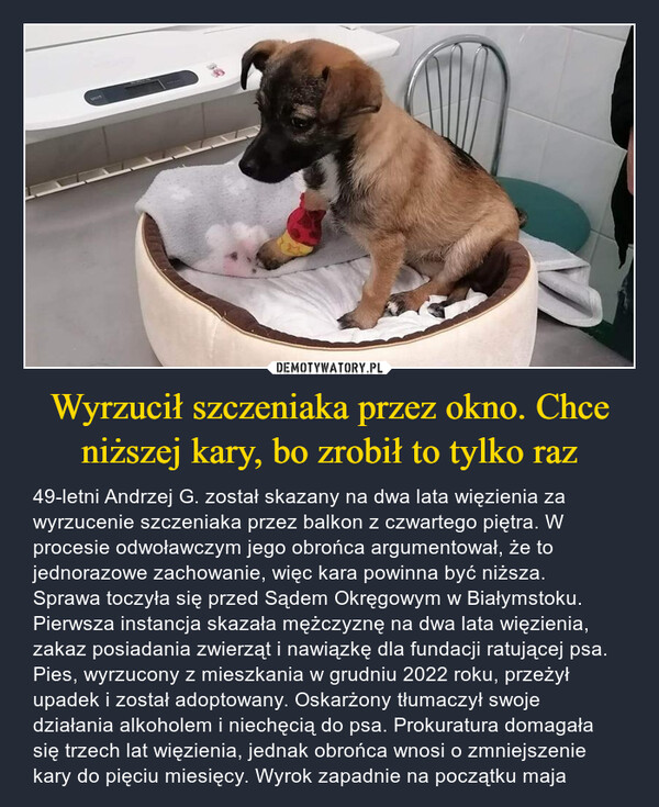 Wyrzucił szczeniaka przez okno. Chce niższej kary, bo zrobił to tylko raz – 49-letni Andrzej G. został skazany na dwa lata więzienia za wyrzucenie szczeniaka przez balkon z czwartego piętra. W procesie odwoławczym jego obrońca argumentował, że to jednorazowe zachowanie, więc kara powinna być niższa. Sprawa toczyła się przed Sądem Okręgowym w Białymstoku. Pierwsza instancja skazała mężczyznę na dwa lata więzienia, zakaz posiadania zwierząt i nawiązkę dla fundacji ratującej psa. Pies, wyrzucony z mieszkania w grudniu 2022 roku, przeżył upadek i został adoptowany. Oskarżony tłumaczył swoje działania alkoholem i niechęcią do psa. Prokuratura domagała się trzech lat więzienia, jednak obrońca wnosi o zmniejszenie kary do pięciu miesięcy. Wyrok zapadnie na początku maja 