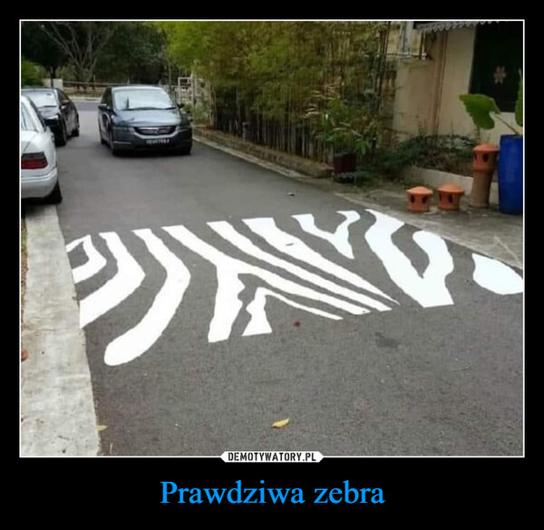 Prawdziwa zebra –  