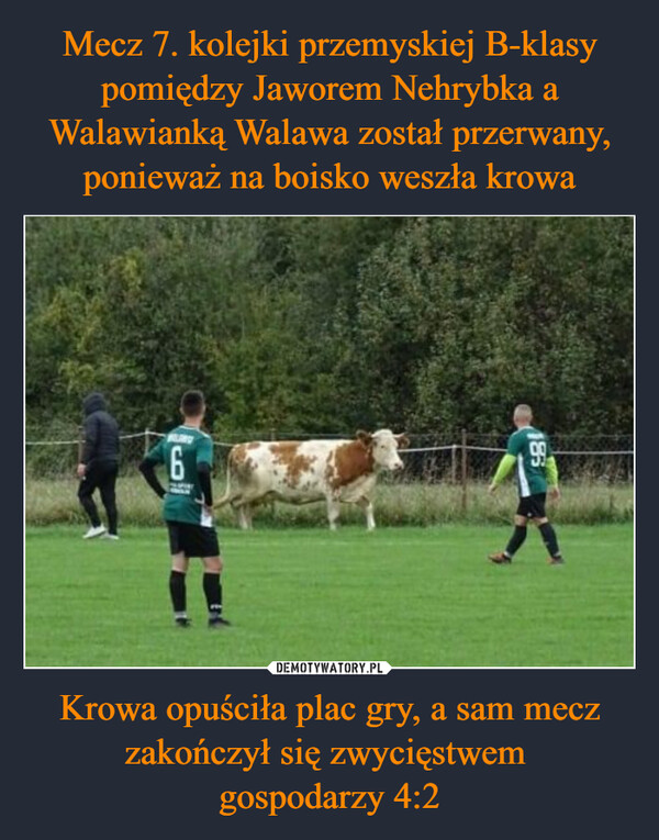 Krowa opuściła plac gry, a sam mecz zakończył się zwycięstwem gospodarzy 4:2 –  185