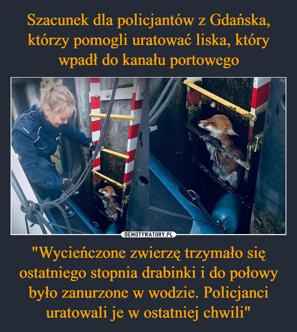 "Wycieńczone zwierzę trzymało się ostatniego stopnia drabinki i do połowy było zanurzone w wodzie. Policjanci uratowali je w ostatniej chwili" –  