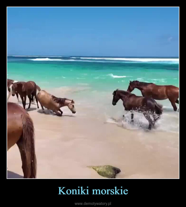 Koniki morskie –  