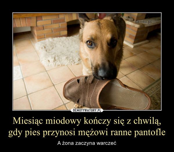 Miesiąc miodowy kończy się z chwilą, gdy pies przynosi mężowi ranne pantofle – A żona zaczyna warczeć 