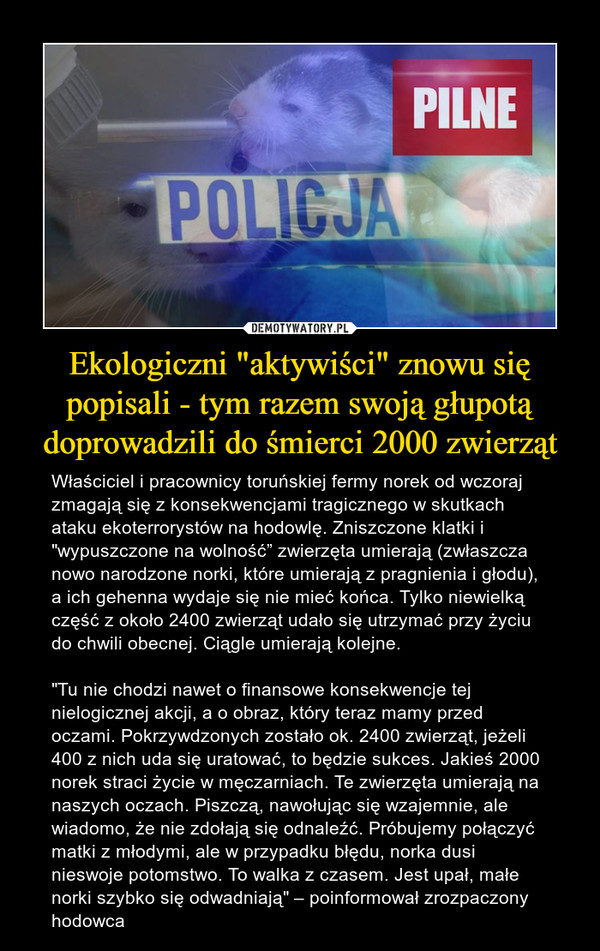 Ekologiczni "aktywiści" znowu się popisali - tym razem swoją głupotą doprowadzili do śmierci 2000 zwierząt – Właściciel i pracownicy toruńskiej fermy norek od wczoraj zmagają się z konsekwencjami tragicznego w skutkach ataku ekoterrorystów na hodowlę. Zniszczone klatki i "wypuszczone na wolność” zwierzęta umierają (zwłaszcza nowo narodzone norki, które umierają z pragnienia i głodu), a ich gehenna wydaje się nie mieć końca. Tylko niewielką część z około 2400 zwierząt udało się utrzymać przy życiu do chwili obecnej. Ciągle umierają kolejne."Tu nie chodzi nawet o finansowe konsekwencje tej nielogicznej akcji, a o obraz, który teraz mamy przed oczami. Pokrzywdzonych zostało ok. 2400 zwierząt, jeżeli 400 z nich uda się uratować, to będzie sukces. Jakieś 2000 norek straci życie w męczarniach. Te zwierzęta umierają na naszych oczach. Piszczą, nawołując się wzajemnie, ale wiadomo, że nie zdołają się odnaleźć. Próbujemy połączyć matki z młodymi, ale w przypadku błędu, norka dusi nieswoje potomstwo. To walka z czasem. Jest upał, małe norki szybko się odwadniają" – poinformował zrozpaczony hodowca 