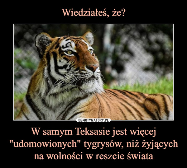 W samym Teksasie jest więcej "udomowionych" tygrysów, niż żyjących na wolności w reszcie świata –  