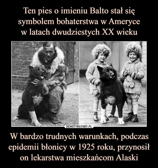 W bardzo trudnych warunkach, podczas epidemii błonicy w 1925 roku, przynosił on lekarstwa mieszkańcom Alaski –  