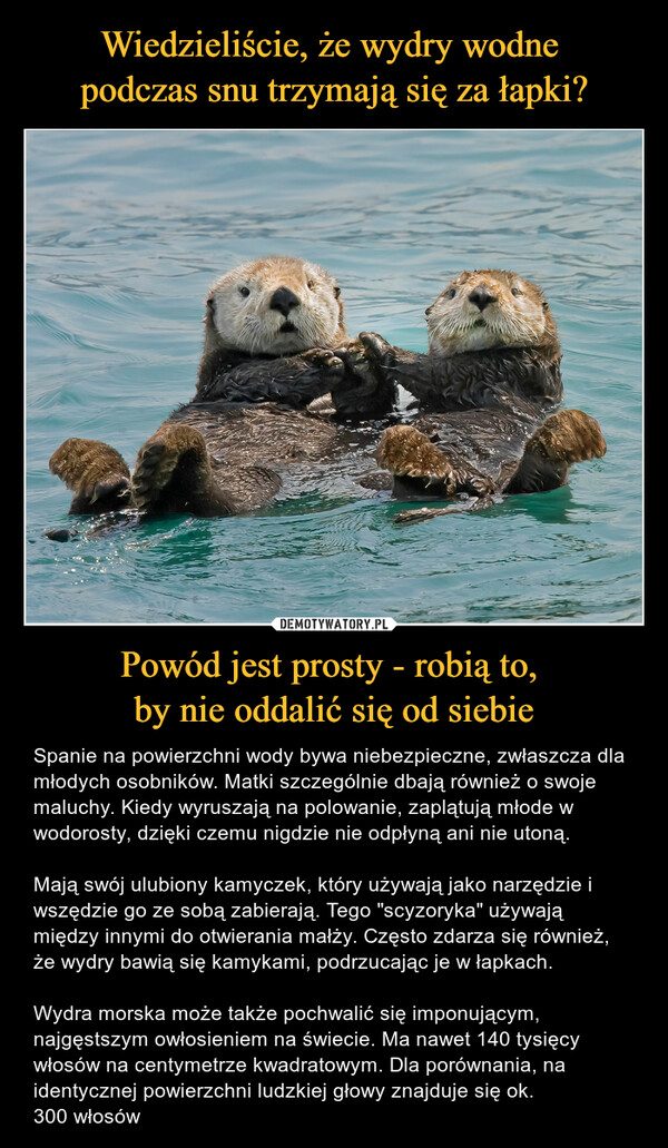 Powód jest prosty - robią to, by nie oddalić się od siebie – Spanie na powierzchni wody bywa niebezpieczne, zwłaszcza dla młodych osobników. Matki szczególnie dbają również o swoje maluchy. Kiedy wyruszają na polowanie, zaplątują młode w wodorosty, dzięki czemu nigdzie nie odpłyną ani nie utoną.Mają swój ulubiony kamyczek, który używają jako narzędzie i wszędzie go ze sobą zabierają. Tego "scyzoryka" używają między innymi do otwierania małży. Często zdarza się również, że wydry bawią się kamykami, podrzucając je w łapkach.Wydra morska może także pochwalić się imponującym, najgęstszym owłosieniem na świecie. Ma nawet 140 tysięcy włosów na centymetrze kwadratowym. Dla porównania, na identycznej powierzchni ludzkiej głowy znajduje się ok. 300 włosów 