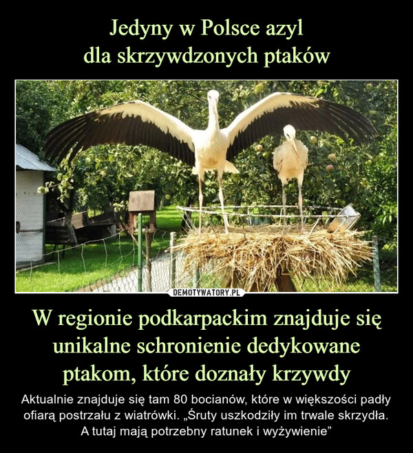 W regionie podkarpackim znajduje się unikalne schronienie dedykowane ptakom, które doznały krzywdy – Aktualnie znajduje się tam 80 bocianów, które w większości padły ofiarą postrzału z wiatrówki. „Śruty uszkodziły im trwale skrzydła.A tutaj mają potrzebny ratunek i wyżywienie” 