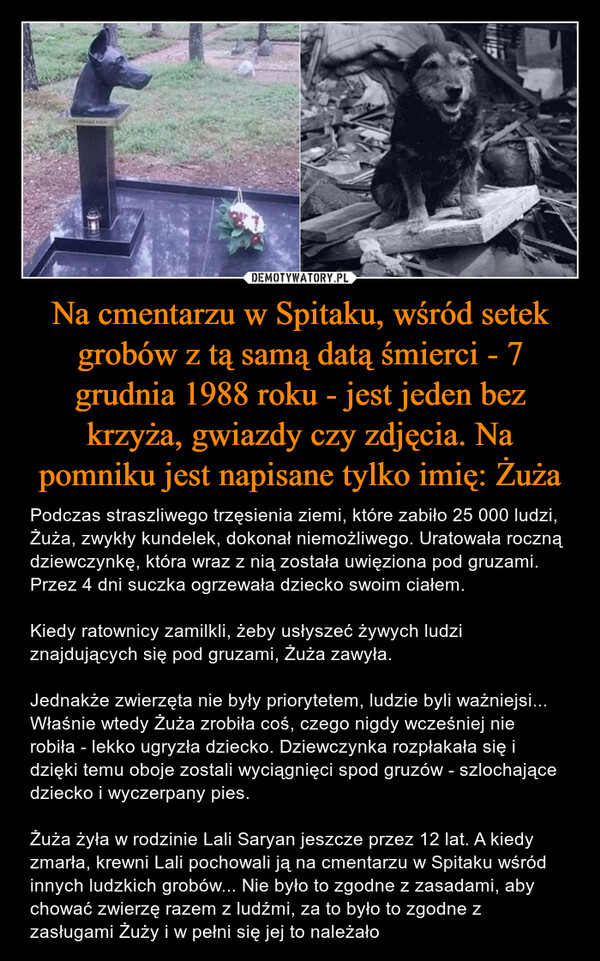 Na cmentarzu w Spitaku, wśród setek grobów z tą samą datą śmierci - 7 grudnia 1988 roku - jest jeden bez krzyża, gwiazdy czy zdjęcia. Na pomniku jest napisane tylko imię: Żuża – Podczas straszliwego trzęsienia ziemi, które zabiło 25 000 ludzi, Żuża, zwykły kundelek, dokonał niemożliwego. Uratowała roczną dziewczynkę, która wraz z nią została uwięziona pod gruzami. Przez 4 dni suczka ogrzewała dziecko swoim ciałem.Kiedy ratownicy zamilkli, żeby usłyszeć żywych ludzi znajdujących się pod gruzami, Żuża zawyła.Jednakże zwierzęta nie były priorytetem, ludzie byli ważniejsi... Właśnie wtedy Żuża zrobiła coś, czego nigdy wcześniej nie robiła - lekko ugryzła dziecko. Dziewczynka rozpłakała się i dzięki temu oboje zostali wyciągnięci spod gruzów - szlochające dziecko i wyczerpany pies.Żuża żyła w rodzinie Lali Saryan jeszcze przez 12 lat. A kiedy zmarła, krewni Lali pochowali ją na cmentarzu w Spitaku wśród innych ludzkich grobów... Nie było to zgodne z zasadami, aby chować zwierzę razem z ludźmi, za to było to zgodne z zasługami Żuży i w pełni się jej to należało 