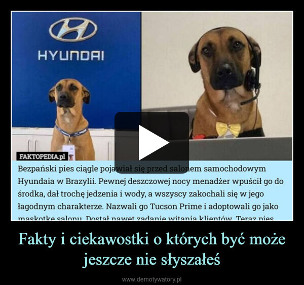 Fakty i ciekawostki o których być może jeszcze nie słyszałeś –  HYUNDAIFAKTOPEDIA.plBezpański pies ciągle pojawiał się przed salonem samochodowymHyundaia w Brazylii. Pewnej deszczowej nocy menadżer wpuścił go dośrodka, dał trochę jedzenia i wody, a wszyscy zakochali się w jegołagodnym charakterze. Nazwali go Tucson Prime i adoptowali go jakomaskotke salonu Dostał nawet zadanie witania klientów Teraz nies