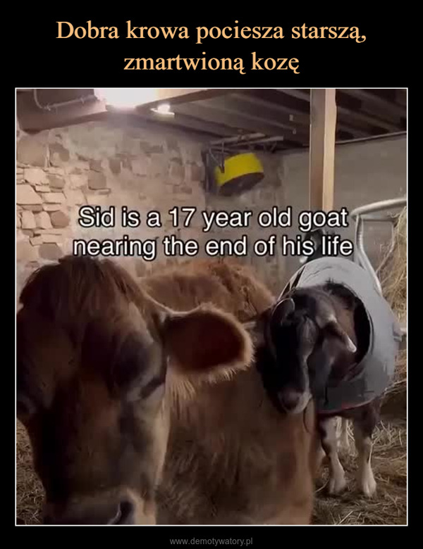  –  Sid is a 17 year old goatnearing the end of his life