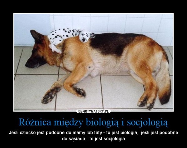 Różnica między biologią i socjologią – Jeśli dziecko jest podobne do mamy lub taty - to jest biologia,  jeśli jest podobne do sąsiada - to jest socjologia 