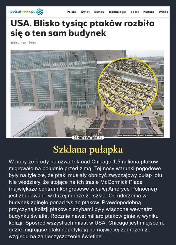 Szklana pułapka – W nocy ze środy na czwartek nad Chicago 1,5 miliona ptaków migrowało na południe przed zimą. Tej nocy warunki pogodowe były na tyle złe, że ptaki musiały obniżyć zwyczajowy pułap lotu. Nie wiedziały, że stojące na ich trasie McCormick Place (największe centrum kongresowe w całej Ameryce Północnej) jest zbudowane w dużej mierze ze szkła. Od uderzenia w budynek zginęło ponad tysiąc ptaków. Prawdopodobną przyczyną kolizji ptaków z szybami były włączone wewnątrz budynku światła. Rocznie nawet miliard ptaków ginie w wyniku kolizji. Spośród wszystkich miast w USA, Chicago jest miejscem, gdzie migrujące ptaki napotykają na najwięcej zagrożeń ze względu na zanieczyszczenie świetlne polsatnews.plPolska Świat Biznes Technologie Sport Kultura WideoUSA. Blisko tysiąc ptaków rozbiłosię o ten sam budynekdzisiaj, 17:50 ŚwiatField Museum/Lauren Nassef/Wikimedia Commons