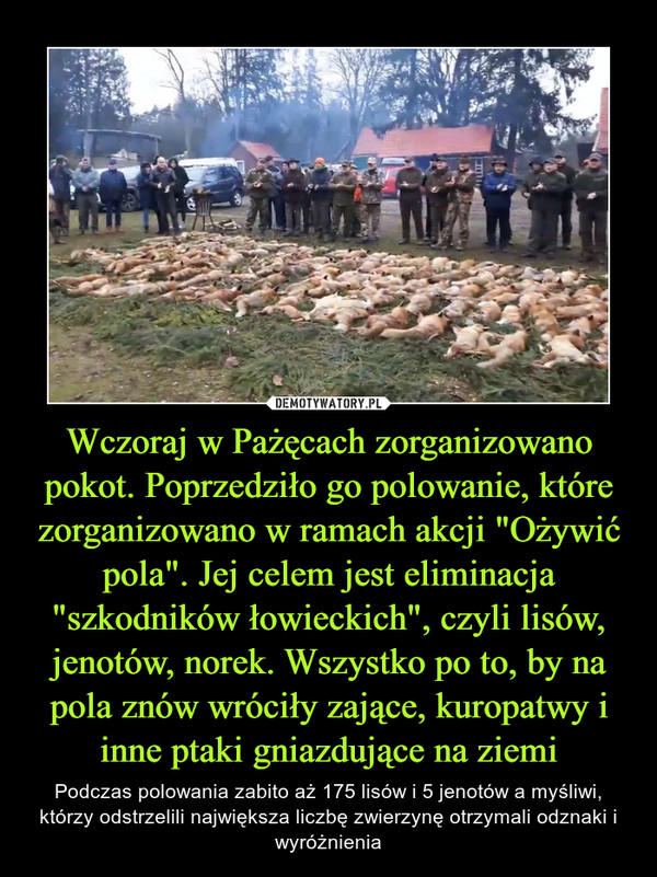 Wczoraj w Pażęcach zorganizowano pokot. Poprzedziło go polowanie, które zorganizowano w ramach akcji "Ożywić pola". Jej celem jest eliminacja "szkodników łowieckich", czyli lisów, jenotów, norek. Wszystko po to, by na pola znów wróciły zające, kuropatwy i inne ptaki gniazdujące na ziemi – Podczas polowania zabito aż 175 lisów i 5 jenotów a myśliwi, którzy odstrzelili największa liczbę zwierzynę otrzymali odznaki i wyróżnienia 