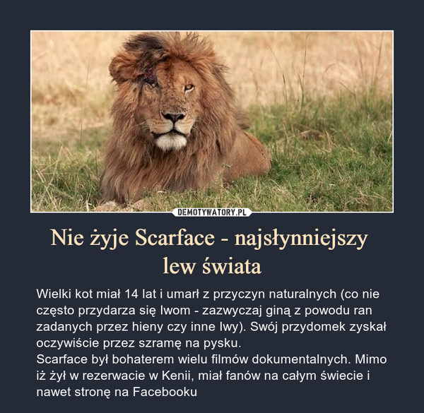 Nie żyje Scarface - najsłynniejszy lew świata – Wielki kot miał 14 lat i umarł z przyczyn naturalnych (co nie często przydarza się Iwom - zazwyczaj giną z powodu ran zadanych przez hieny czy inne Iwy). Swój przydomek zyskał oczywiście przez szramę na pysku.Scarface był bohaterem wielu filmów dokumentalnych. Mimo iż żył w rezerwacie w Kenii, miał fanów na całym świecie i nawet stronę na Facebooku 