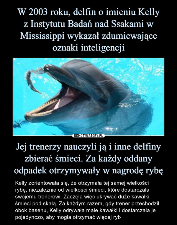 Jej trenerzy nauczyli ją i inne delfiny zbierać śmieci. Za każdy oddany odpadek otrzymywały w nagrodę rybę – Kelly zorientowała się, że otrzymała tej samej wielkości rybę, niezależnie od wielkości śmieci, które dostarczała swojemu trenerowi. Zaczęła więc ukrywać duże kawałki śmieci pod skałą. Za każdym razem, gdy trener przechodził obok basenu, Kelly odrywała małe kawałki i dostarczała je pojedynczo, aby mogła otrzymać więcej ryb 