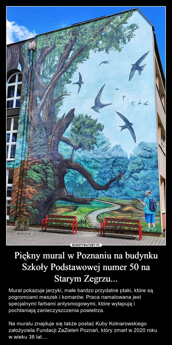 Piękny mural w Poznaniu na budynku Szkoły Podstawowej numer 50 na Starym Zegrzu... – Mural pokazuje jerzyki, małe bardzo przydatne ptaki, które są pogromcami meszek i komarów. Praca namalowana jest specjalnymi farbami antysmogowymi, które wyłapują i pochłaniają zanieczyszczenia powietrza.Na muralu znajduje się także postać Kuby Kotnarowskiego założyciela Fundacji ZaZieleń Poznań, który zmarł w 2020 roku w wieku 38 lat.... 