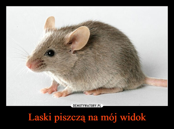 Laski piszczą na mój widok –  