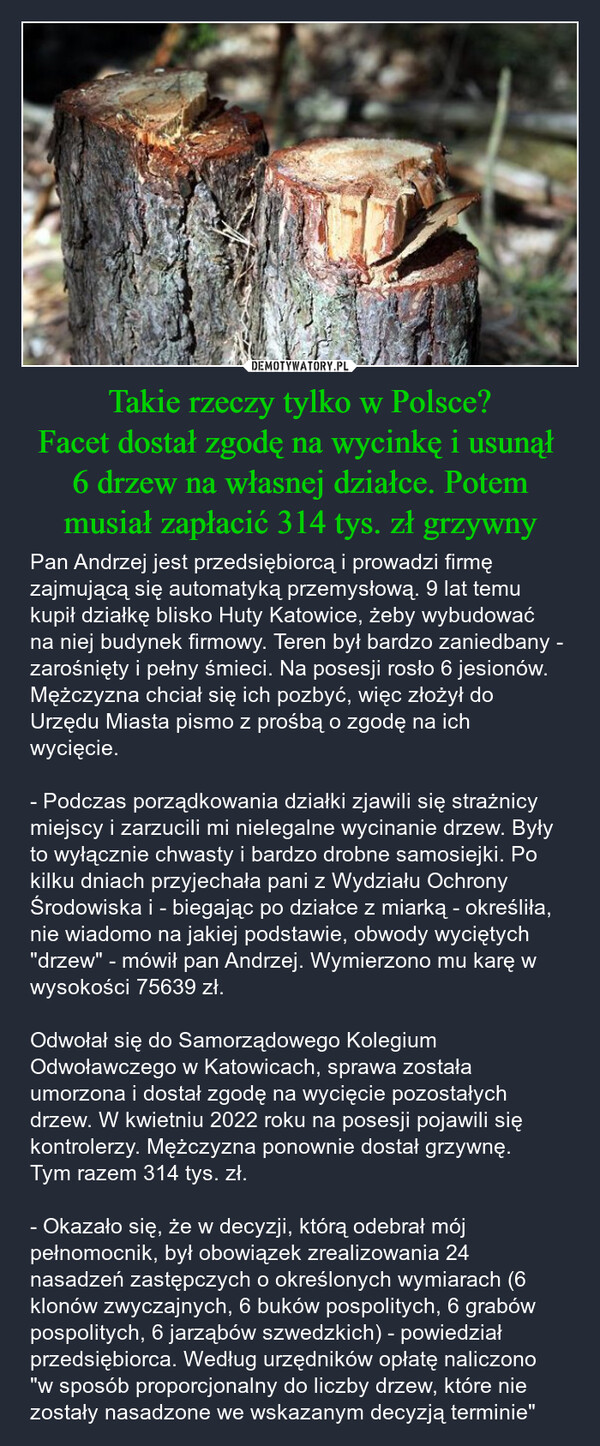 Takie rzeczy tylko w Polsce?Facet dostał zgodę na wycinkę i usunął 6 drzew na własnej działce. Potem musiał zapłacić 314 tys. zł grzywny – Pan Andrzej jest przedsiębiorcą i prowadzi firmę zajmującą się automatyką przemysłową. 9 lat temu kupił działkę blisko Huty Katowice, żeby wybudować na niej budynek firmowy. Teren był bardzo zaniedbany - zarośnięty i pełny śmieci. Na posesji rosło 6 jesionów. Mężczyzna chciał się ich pozbyć, więc złożył do Urzędu Miasta pismo z prośbą o zgodę na ich wycięcie.- Podczas porządkowania działki zjawili się strażnicy miejscy i zarzucili mi nielegalne wycinanie drzew. Były to wyłącznie chwasty i bardzo drobne samosiejki. Po kilku dniach przyjechała pani z Wydziału Ochrony Środowiska i - biegając po działce z miarką - określiła, nie wiadomo na jakiej podstawie, obwody wyciętych "drzew" - mówił pan Andrzej. Wymierzono mu karę w wysokości 75639 zł. Odwołał się do Samorządowego Kolegium Odwoławczego w Katowicach, sprawa została umorzona i dostał zgodę na wycięcie pozostałych drzew. W kwietniu 2022 roku na posesji pojawili się kontrolerzy. Mężczyzna ponownie dostał grzywnę.Tym razem 314 tys. zł.- Okazało się, że w decyzji, którą odebrał mój pełnomocnik, był obowiązek zrealizowania 24 nasadzeń zastępczych o określonych wymiarach (6 klonów zwyczajnych, 6 buków pospolitych, 6 grabów pospolitych, 6 jarząbów szwedzkich) - powiedział przedsiębiorca. Według urzędników opłatę naliczono "w sposób proporcjonalny do liczby drzew, które nie zostały nasadzone we wskazanym decyzją terminie" AGENCIA