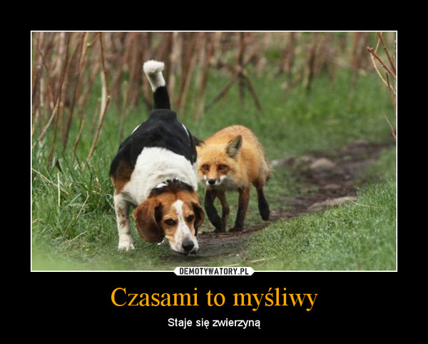 Czasami to myśliwy – Staje się zwierzyną 