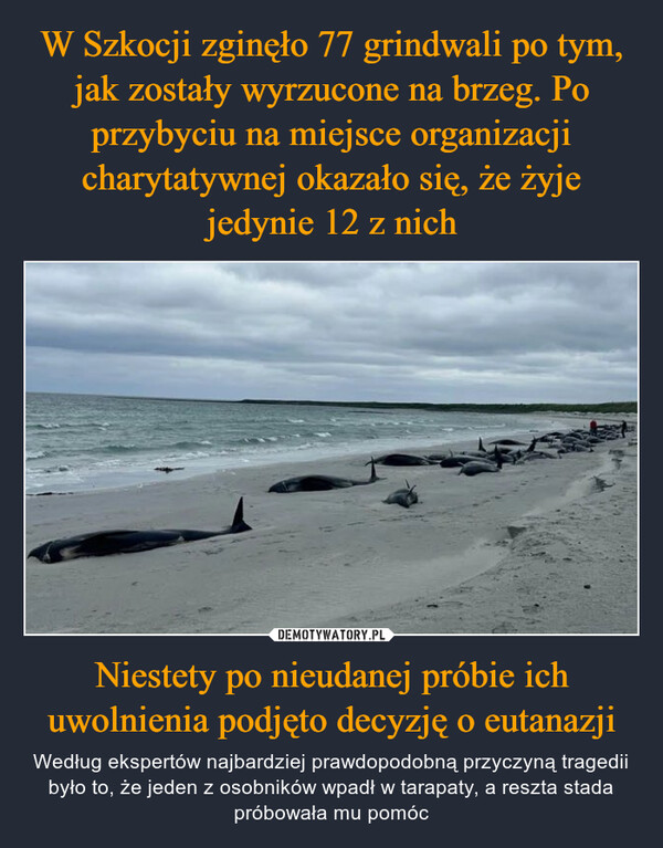 Niestety po nieudanej próbie ich uwolnienia podjęto decyzję o eutanazji – Według ekspertów najbardziej prawdopodobną przyczyną tragedii było to, że jeden z osobników wpadł w tarapaty, a reszta stada próbowała mu pomóc 