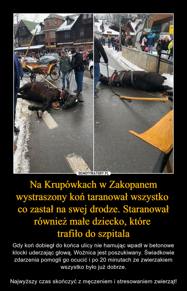 Na Krupówkach w Zakopanem wystraszony koń taranował wszystko co zastał na swej drodze. Staranował również małe dziecko, które trafiło do szpitala – Gdy koń dobiegł do końca ulicy nie hamując wpadł w betonowe klocki uderzając głową. Woźnica jest poszukiwany. Świadkowie zdarzenia pomogli go ocucić i po 20 minutach ze zwierzakiem wszystko było już dobrze.Najwyższy czas skończyć z męczeniem i stresowaniem zwierząt! 